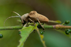 Hypselomus cristatus