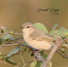 Phylloscopus sindianus