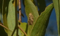 Oligoloba severa