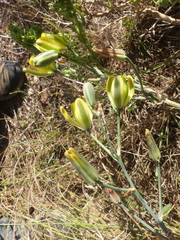 Albuca somersetianum