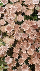 Marchantia polymorpha