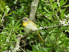 Apalis flavida
