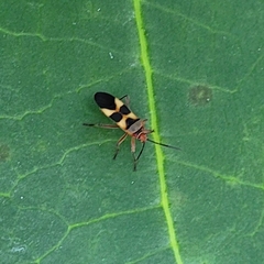 Oncopeltus unifasciatellus