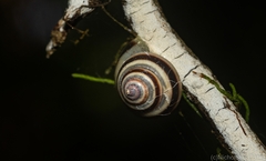 Posorites conscendens