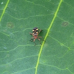 Oncopeltus unifasciatellus