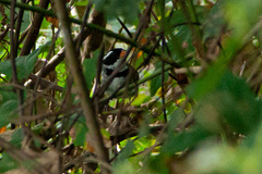 Arremon semitorquatus