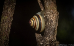 Posorites conscendens