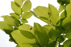 Otites levigata