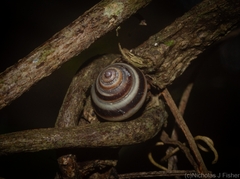 Posorites conscendens