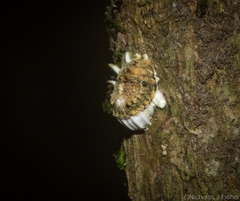 Monophlebidae