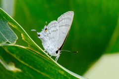 Hypolycaena phorbas