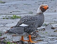 Tachyeres brachypterus