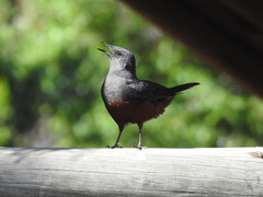 Thamnolaea cinnamomeiventris