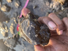 Chitonoidea