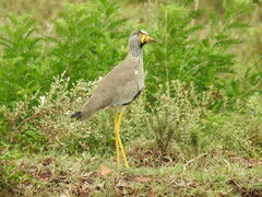 Vanellus senegallus