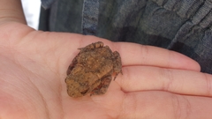 Bufo sachalinensis