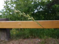 Elymus repens