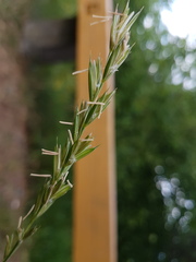 Elymus repens