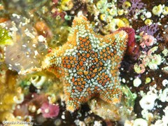 Asterina martinbarriosi
