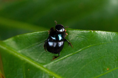 Canthidium