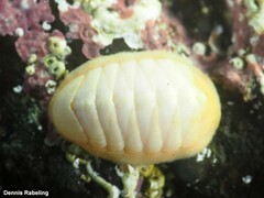Leptochiton algesirensis