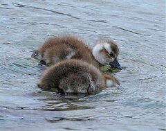 Tachyeres brachypterus