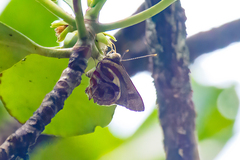 Hypochrysops narcissus