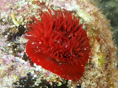 Actinia nigropunctata
