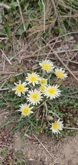 Taraxacum coreanum