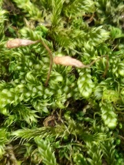 Hypnum cupressiforme