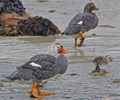 Tachyeres brachypterus