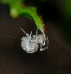 Paidiscura pallens