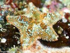Asterina martinbarriosi