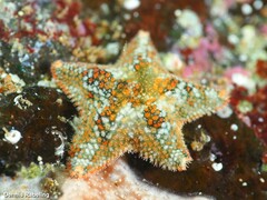 Asterina martinbarriosi