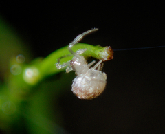 Paidiscura pallens
