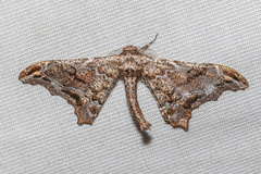 Hyposidra violescens