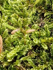 Hypnum cupressiforme