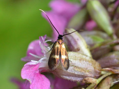 Cauchas fibulella