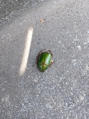 Anomala albopilosa albopilosa