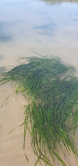 Zostera marina