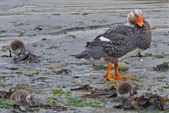 Tachyeres brachypterus