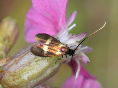 Cauchas fibulella