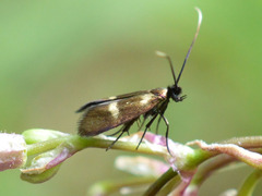 Cauchas fibulella