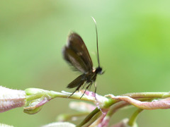 Cauchas fibulella
