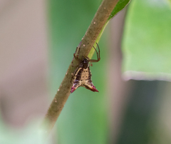 Micrathena plana