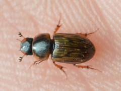 Aphodius