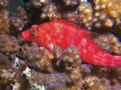 Cirrhitichthys oxycephalus