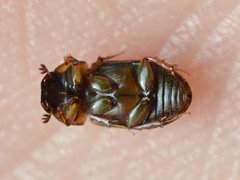 Aphodius