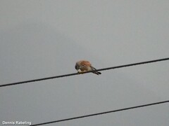 Falco tinnunculus dacotiae