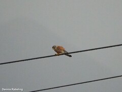 Falco tinnunculus dacotiae